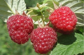 ราสเบอร์รี่บาลซัม