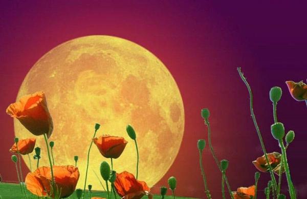 อิทธิพลของข้างขึ้นข้างแรมต่อการปลูกพืช