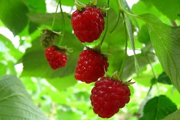 ราสเบอร์รี่บัลซัมในพื้นที่เปิดโล่ง