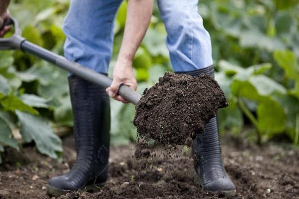 การปลูกราสเบอร์รี่