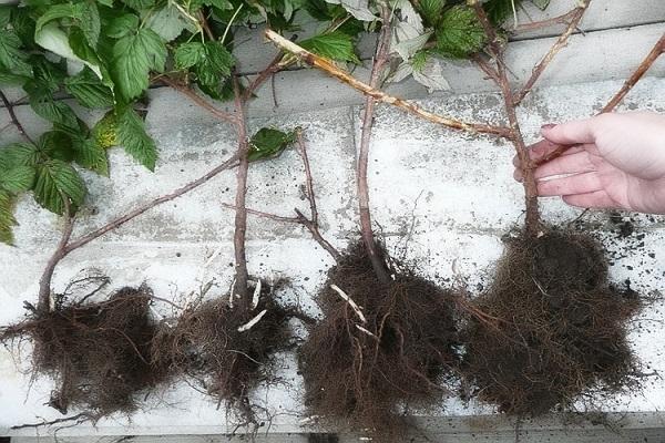 วัสดุปลูกราสเบอร์รี่