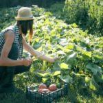 การเก็บเกี่ยวผักในสวน