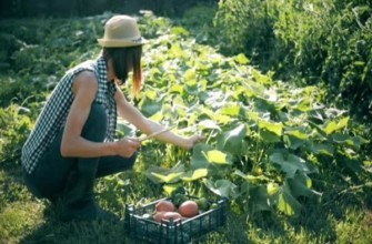 การเก็บเกี่ยวผักในสวน