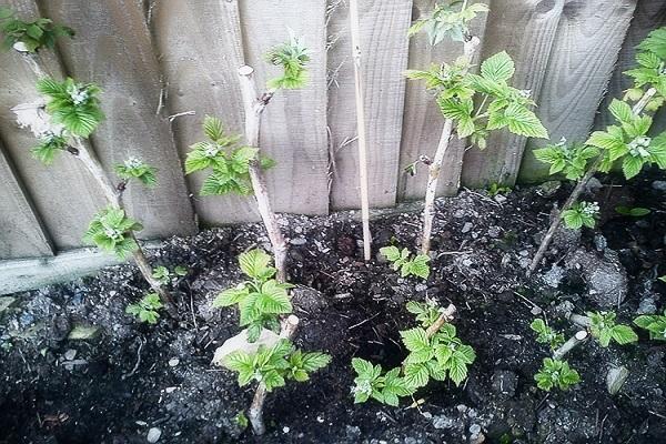 หน่อราสเบอร์รี่