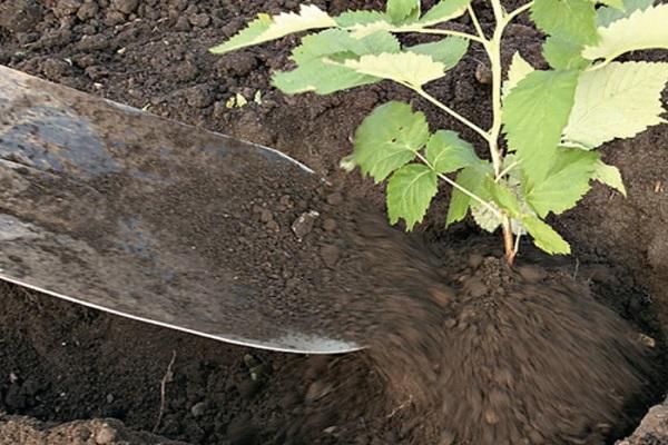 ดินสำหรับปลูกราสเบอร์รี่