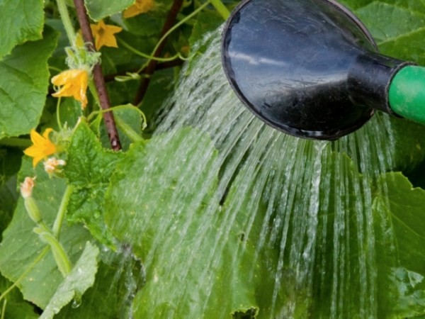 การรดน้ำแตงกวา