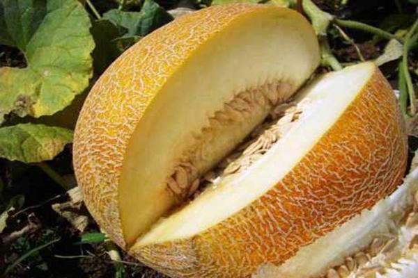 เอฟโดเกีย