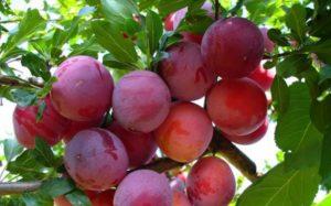 คำอธิบายพันธุ์เชอร์รี่พลัมเดือนกรกฎาคม การปลูกและคำแนะนำในการดูแล