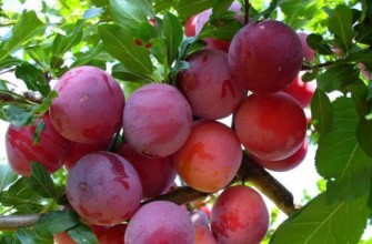 เชอร์รี่พลัมสีชมพู