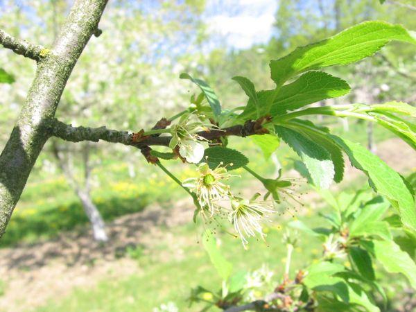 การออกดอกและแมลงผสมเกสร