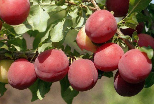 ผลเชอร์รี่พลัม