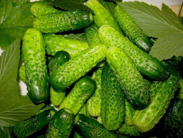 แตงกวาและใบ