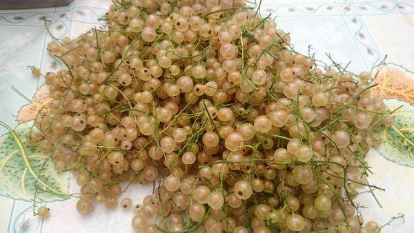 ลูกเกดขาว