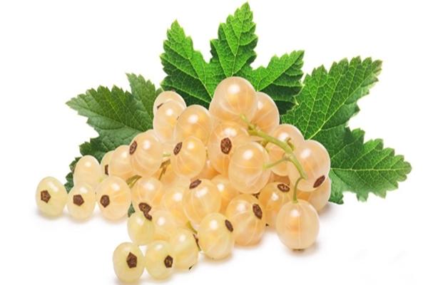 แยมลูกเกดขาว 5 นาทีสำหรับฤดูหนาว