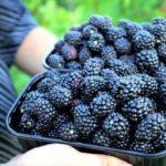 การเตรียมแบล็กเบอร์รี่