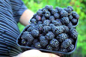 คุณสามารถทำอะไรได้บ้างจากแบล็กเบอร์รี่สำหรับฤดูหนาวและ 14 สูตรที่ดีที่สุดสำหรับการเตรียมแยม