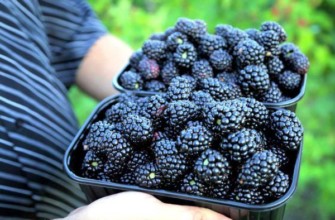 การเตรียมแบล็กเบอร์รี่