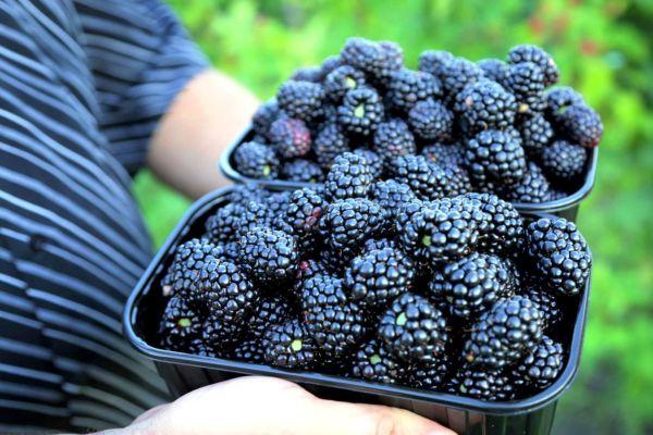 การเตรียมแบล็กเบอร์รี่