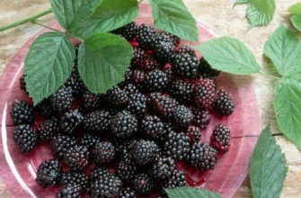 แบล็กเบอร์รี่