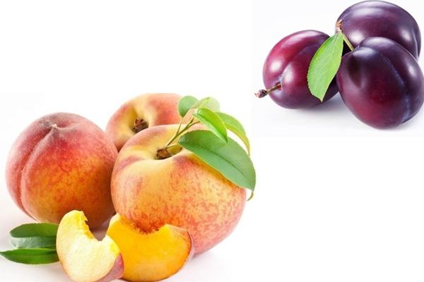 pêches et prunes