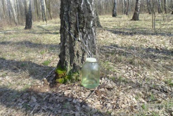 การเก็บน้ำผลไม้