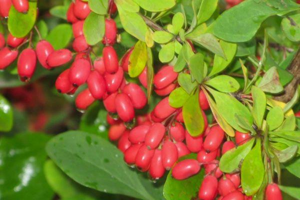 ผลเบอร์รี