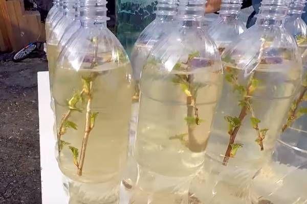 น้ำหวานเบิร์ช