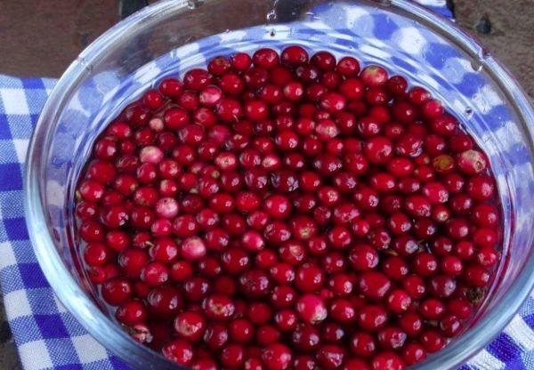 ลิงกอนเบอร์รี่สด