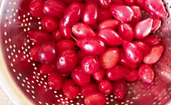 ด็อกวูดสุก