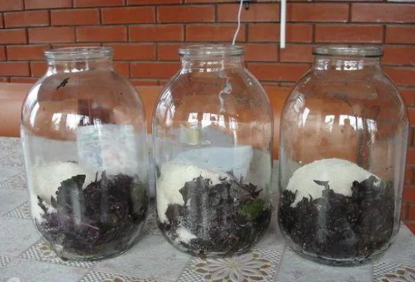 น้ำโหระพา