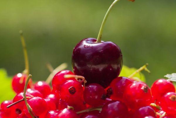 เบอร์รี่สีแดง