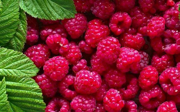 ราสเบอร์รี่สด