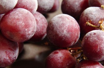 องุ่นแดง