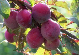 6 สูตรทำแยมเชอร์รี่พลัมง่ายๆ สำหรับหน้าหนาว