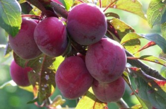 พลัมเชอร์รี่สีแดง