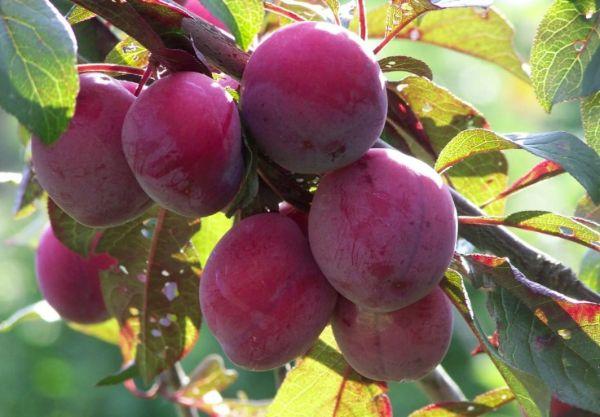 prune cerise rouge
