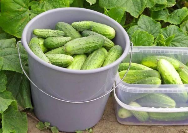 un seau de concombres