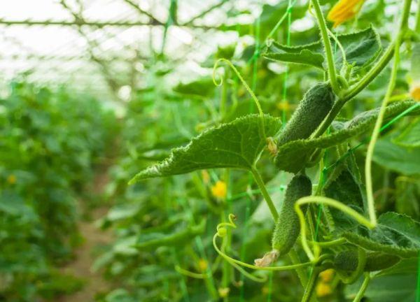 แตงกวาในเรือนกระจก