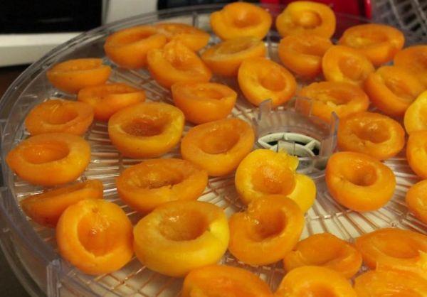 abricot dans un séchoir électrique