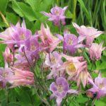 โคลัมไบน์เตรียมพร้อมรับมือฤดูหนาว