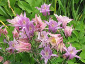 วิธีเตรียมต้นอะควิเลเจียสำหรับฤดูหนาว การตัดแต่งกิ่ง และการเลือกวัสดุคลุม