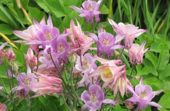 โคลัมไบน์เตรียมพร้อมรับมือฤดูหนาว