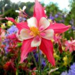 Plantation et entretien de l'Aquilegia