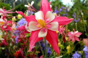 การปลูกและการดูแลอะควิเลเจีย