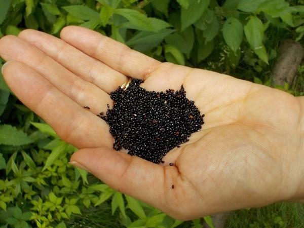 การเก็บเมล็ดพันธุ์