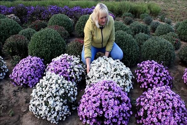 ancolie se préparant pour l'hiver
