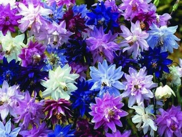 ancolie se préparant pour l'hiver