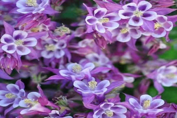 ancolie se préparant pour l'hiver