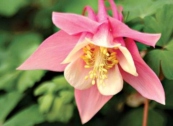 อะควิเลเจีย สกินเนอร์รี