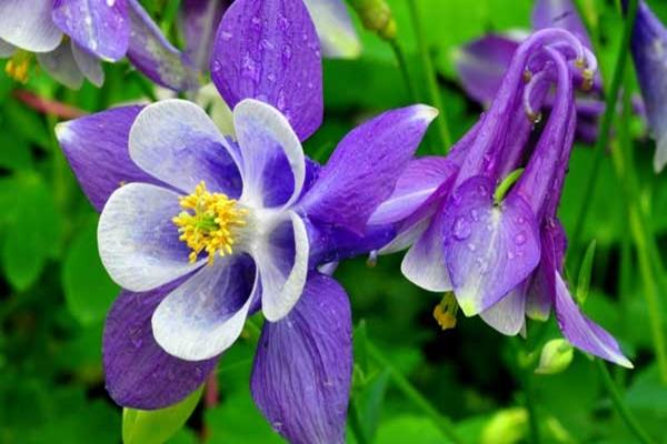 อาควิเลเจีย